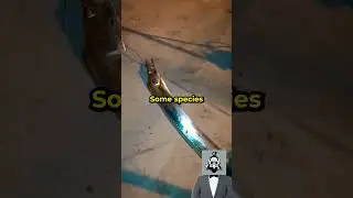 Meet the Silver Surfer (cutlass fish)🦈