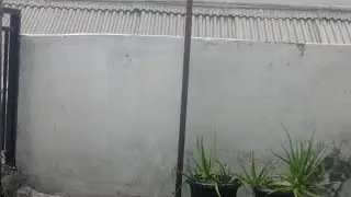 Relaxing Rain Sounds on Concrete Wall 🌧️ | Natural ASMR Rain for Sleep, Study 
