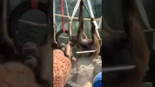 Джелай и Матику показывают представление 🦧🦧 #москва #приколы #юмор #zoo #orangutan #orangutans