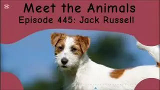 Meet the Animals 401-500
