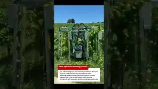 High-Efficiency Grape Vine Trimming Machine | Modern Vineyard Pruning Technology🚜🤖🍇