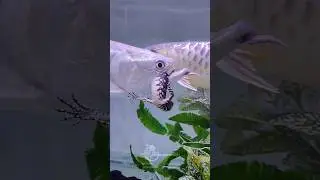 Arowana vs varanus #megatank #fish #predator #feeding #fishing #viral