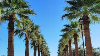 Desert Beauty at the Xeriscape Garden 