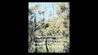 actual bigfoot/ yowie pictures