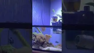 Bristleworm Review #nanoreeftank #aquarium #nanoreef #fish #marinetank #reefkeeping  #bristleworms