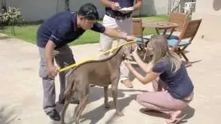 Move One Pet Shipping Specialists