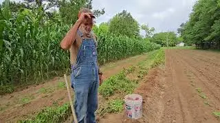 Tater TIME ! Garden Update May 16
