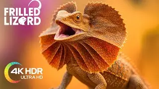 || Frilled Lizard Facts || They Run on Two Legs Like Tiny Dinosaurs When Threatened! ||