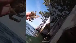 Snorkeling in Marathon, FL + Hawksbill sea turtle  #nature #florida