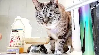 Purina Fancy Feast Gourmet Naturals White Meat Chicken & Liver Pate With Coconut Milk Wet Cat Food