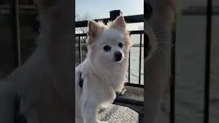 Super Cute Pomeranians go for a Spring Walk! #pets #cute #dog