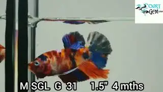 (SGL-31) Galaxy Nemo  Plakat Male Betta