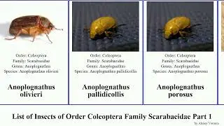 List of Insects of Order Coleoptera Family Scarabaeidae Part 1 aphodius anomala acrossus agoliinus
