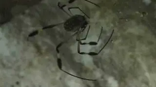 Exotic Spider Catching Fly