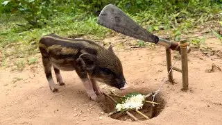 Build Underground Wild boar Trap Using Small Knife & Wood Fall in to Deep Hole #shortvideo 