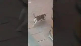Funny cat😺 #cat #mousechase