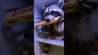 Caught in 4K: Mini Bar Raid 🍫🍺 #funny #catfails #skateboarder #funnyanimals #cute #cat #pov