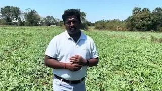 How to control Watermelon downy mildew.