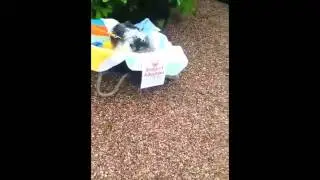 Support Adoption for Pets Video - Pawprints Dog Rescue