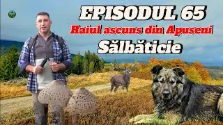 TOAMNA MAGICĂ &Icirc;N MUNȚII APUSENI 🍂 PEISAJE, CIUPERCI ȘI NATURA SĂLBATICĂ | EP. 65
