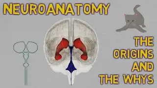NEUROANATOMY made EASY: the origins and the whys