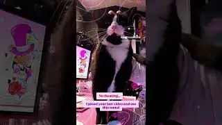 No cheating.... #explore #trendingshorts  #2026 #cats #tuxedocat #trendingsongs #catvideos #blackcat