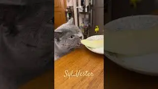 Cat's Delight: Melon Treat for Sylvester on International Cat Day! #cats #cat
