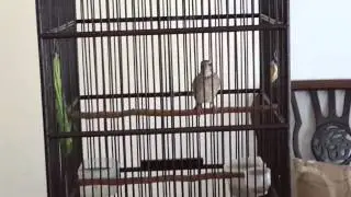 Burung blackthroat Istimewa dari Jombang