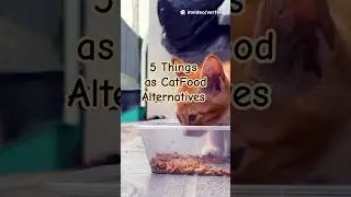 5 Emergency Alternatives of Cat Food