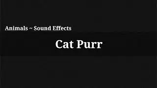 Cat Purr / Sound Effect