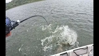 Barra Fishing at Peter Faust Dam. Exciting highlights of massive 95cm Barra Brand new rod snaps.