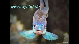 Regenbogenelritze Notropis chrosomus Regenbogenshiner  Zucht  www.wp-3d.de Fisch-Onlineversand