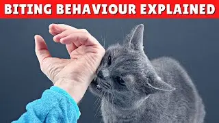 Why Does My Cat BITE Me When I Pet Him? 🙀 And What To Do