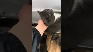 Пора выйти на улицу #tully #winter #straycat #cat #family