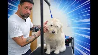 DoggieStyles POV is live!