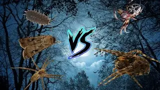 Крестовик роговой vs Larinioides sclopetarius vs Pisaura mirabilis vs мотылёк