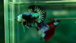Betta Neon Galaxy HMPK- J-77