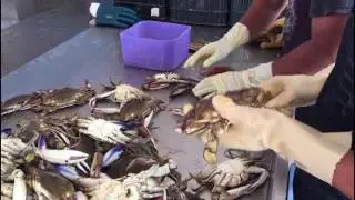 Whole Blue Crab (Midwest Mexico)