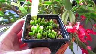 My Christmas Cactus Seedlings - Schlumbergera that I have grown from seed UPDATE