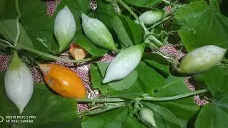 Wild snake gourd plant at Tarumitra Patna.