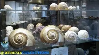 Isfahan Seashell Museum in Isfahan, Iran