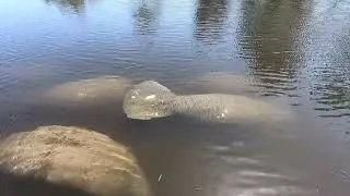 A Herd of Manatees Behind the House