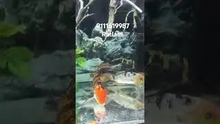 Veltel koi carp #viral video