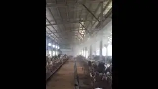 Cattle Shed Cooling