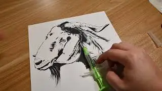 How to Microchip a Goat in the Ear Fold