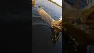 Keep up #fishing #pike #fishingtips #fish #kayak #love #nature #fishingpage #shorts #tips #howto #ya