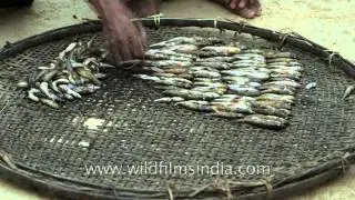 Traditional way of drying fish