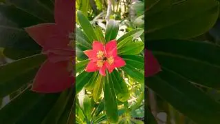 Beautiful Jamaican Poinsettia Flowers in Bloom 🌼 Florida, USA 🗽 #flower #flowers #florida #usa
