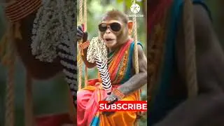 Seema Dasara Chinnodu Song#Camera Pattinde #Folksongs#Shorts#Viral#Treanding#Monkey