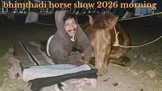 Baramati horse show 2026 #bhimthadihorse   #indianhorselover #horsesports #horseriding   